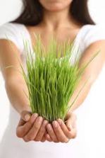 wheatgrass